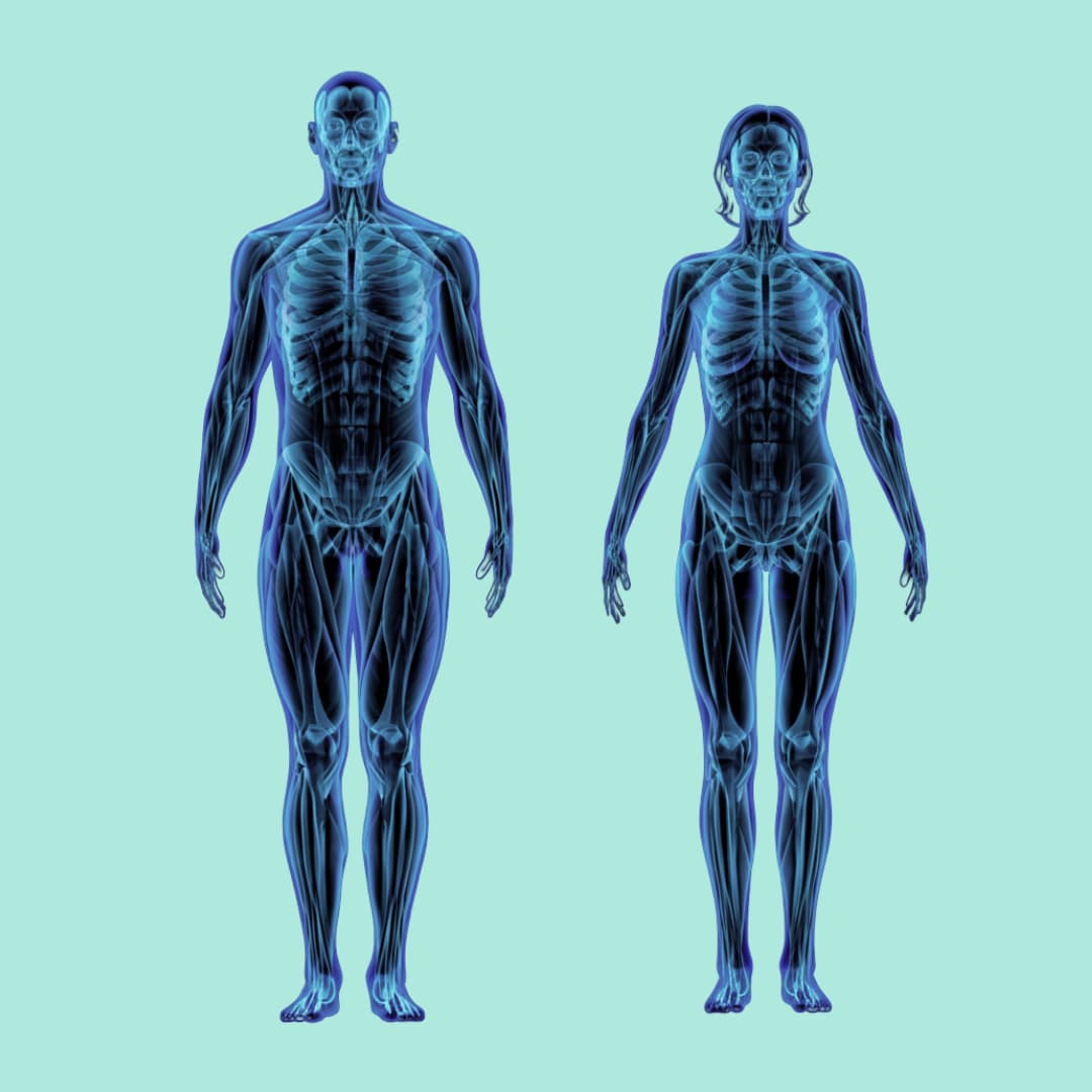 Benskörhetsmätning skellet