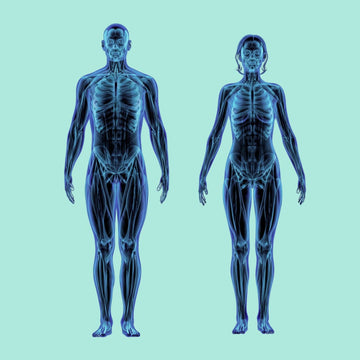 Benskörhetsmätning skellet